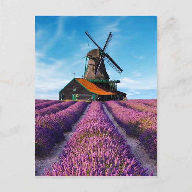 Cartão Postal Valensole Lavanda Fields Provence França (Frente)