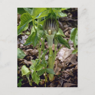 Cartão Postal Valete Verde (Arisaema Atrorubens Var.