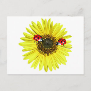 Cartão Postal Valxart Happy Lady Bugs sobre girassol amarelo