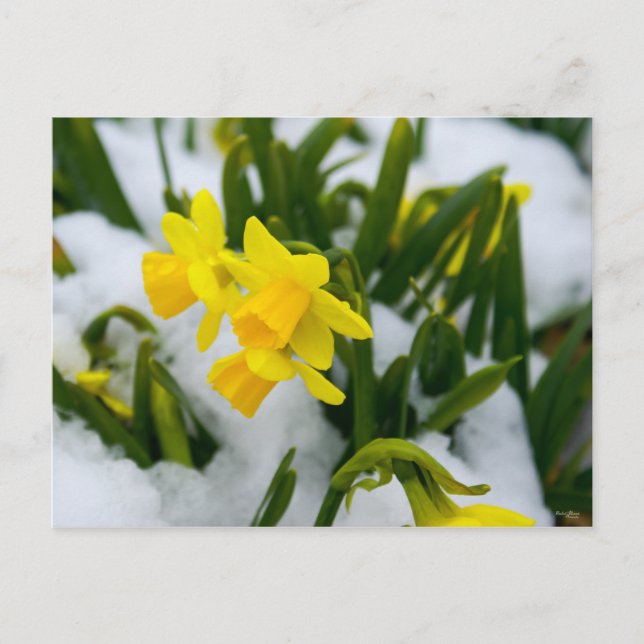 Cartão Postal Vamos, Primavera (Frente)