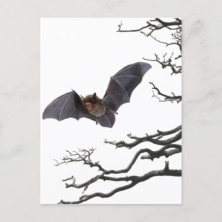Cartão Postal Vampiro Bat, Gótico, Drácula, Bat, Horror