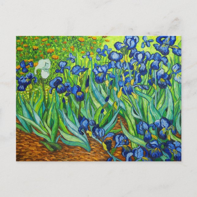 Cartão Postal Van Gogh Irises (Frente)