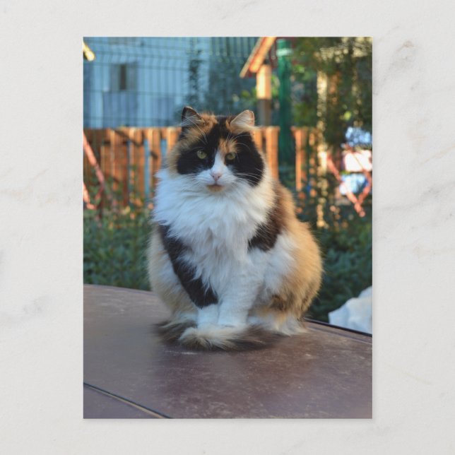 Cartão Postal Van turco (Frente)