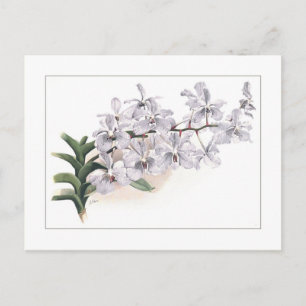 Cartão Postal Vanda coerulea