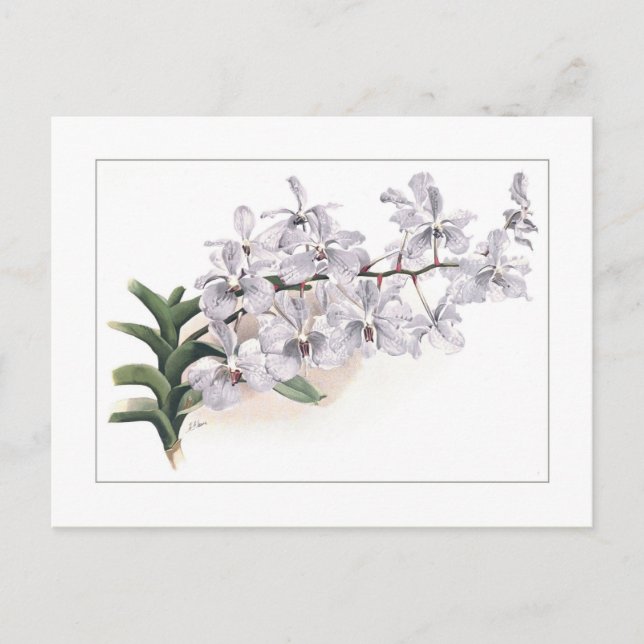 Cartão Postal Vanda coerulea (Frente)
