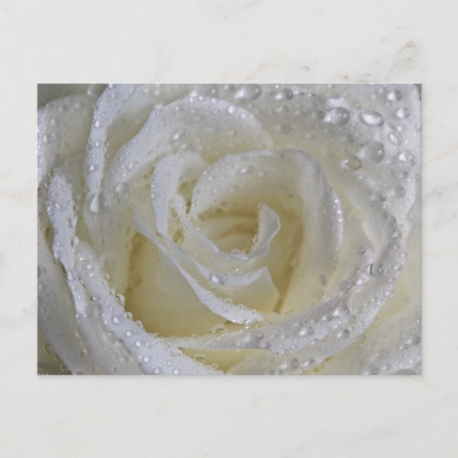 Cartão Postal Vanilla Rosa (Frente)