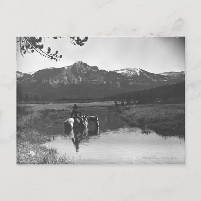 Cartão Postal Vaqueiro e cavalo em um lago (Frente)