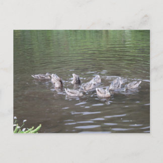 Cartão Postal várias cenas do alasca