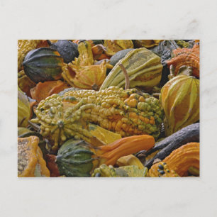 Cartão Postal Variedade de squash