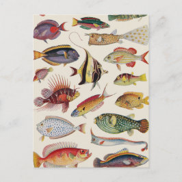 Cartão Postal Variedades de peixes