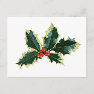 Cartão Postal Variegate Holly Brownells