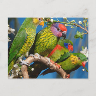 Cartão Postal Vários pássaros