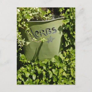 Cartão Postal Vaso de Ervas & Hera