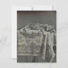 Cartão Postal Vazio de Fotografia do Gato de Dormir Bonito