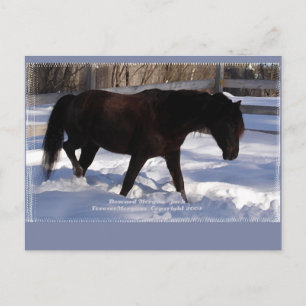 Cartão Postal Vazio Morgan Horse Winter Wonderland