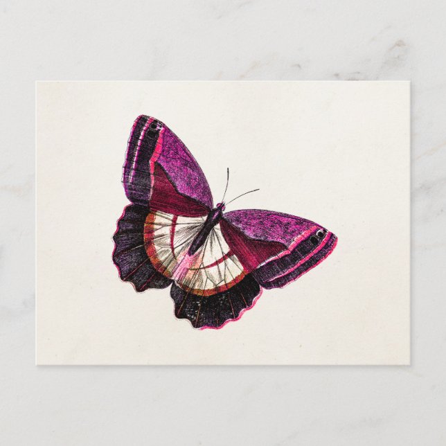 Cartão Postal Vazio Vintage Pink Red Butterfly 1896 (Frente)