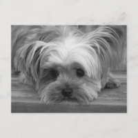 Vazio Yorkshire Terrier Puppy Dog Posta Card