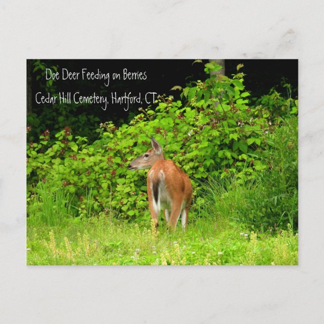 Cartão Postal Veado branco em Hartford, CT (Frente)
