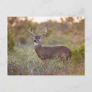 Cartão Postal Veado-de-cauda-branca Outono no Texas