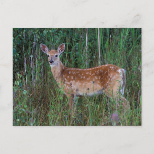 Cartão Postal Veado-de-cauda-branca Reserva Nacional de Búfalo