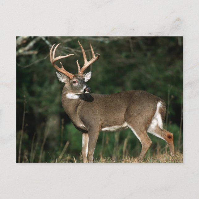 Cartão Postal Veado-de-cauda-branca | Tennessee (Frente)