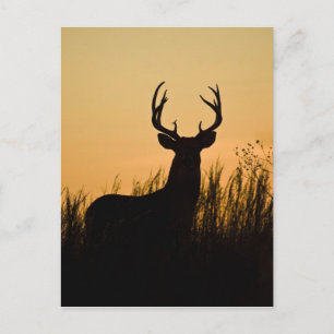 Cartão Postal veado-mateiro Odocoileus virginianus)