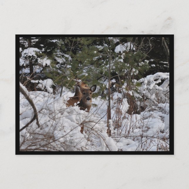 Cartão Postal Veado na floresta (Frente)