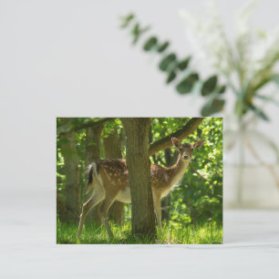 Cartão Postal Vedante de Febre Selvagem na Floresta Entre Árvore