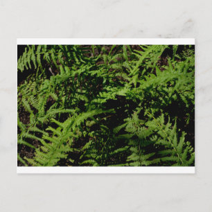 Cartão Postal vegetação botânica dos chifres