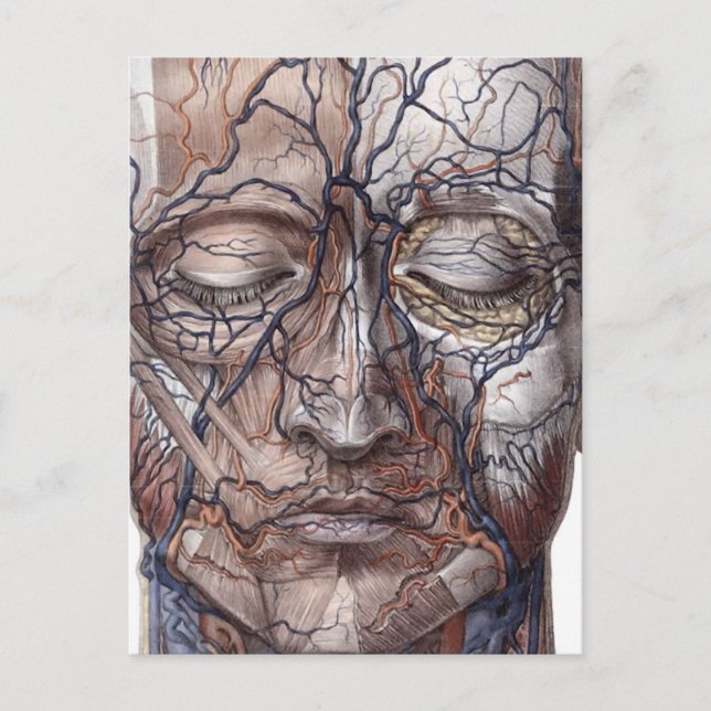 Cartão Postal Veias da Cabeça e Músculos (Frente)