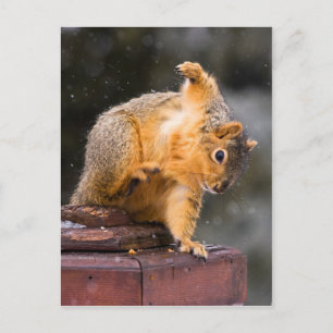 Cartão Postal Veja seu passo