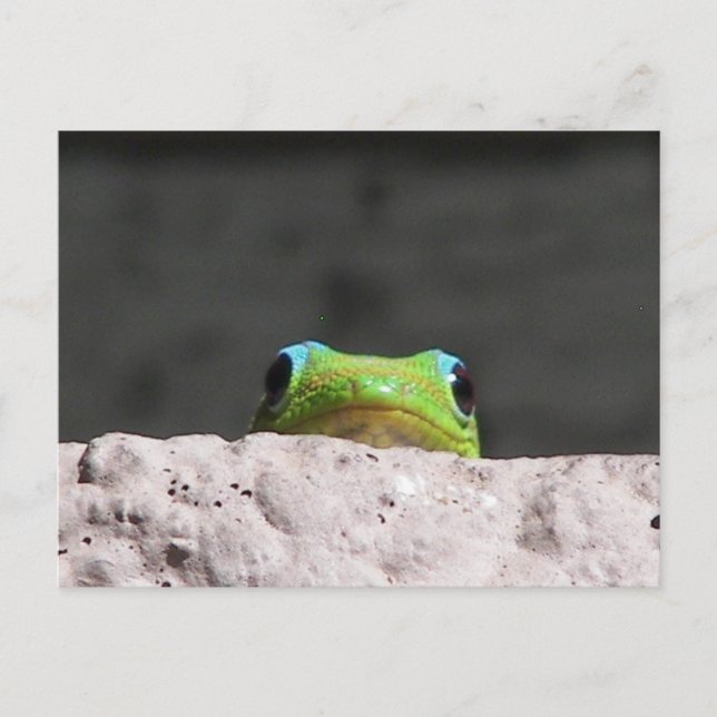 Cartão Postal Vejo-te a tomar uma gecko (Frente)