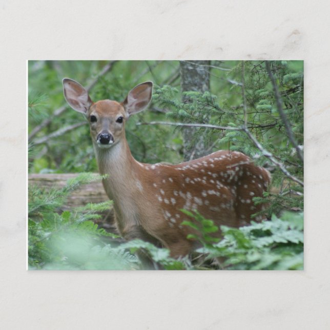 Cartão Postal Vejo Você (Frente)