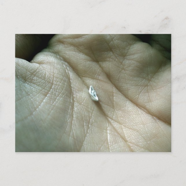 Cartão Postal Velejando ao longo da linha de vida (Frente)