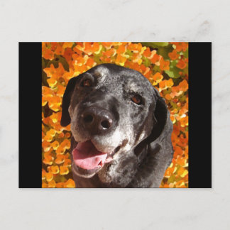 Cartão Postal Velho Labrador Preto