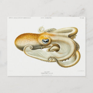 Cartão Postal Velodona polvo por Carl Chun