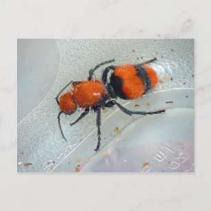 Cartão Postal Velvet Ant.
