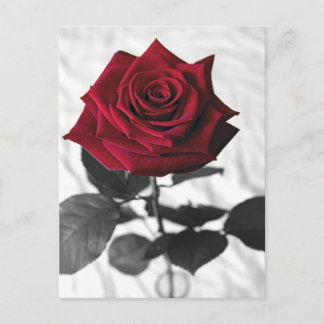 Cartão Postal VelvetRose