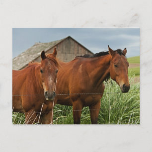 Cartão Postal Vendo cavalos em um campo no Palouse 3