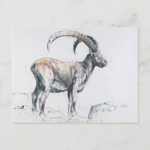 Cartão Postal Venerando Stambecco 2006