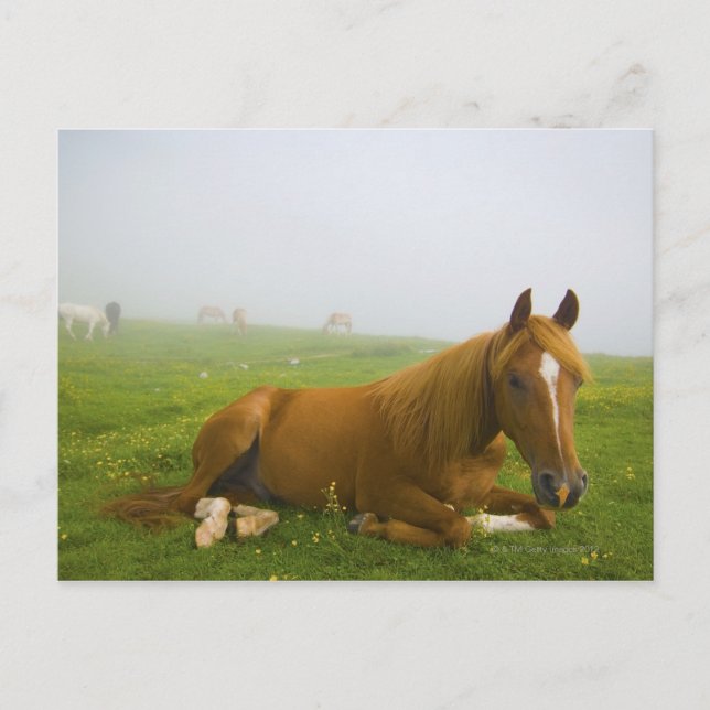 Cartão Postal veneto itália 2 (Frente)