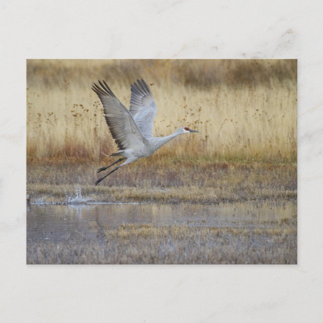 Cartão Postal venha voar comigo (Frente)