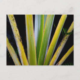 Cartão Postal Ventilador da Palm