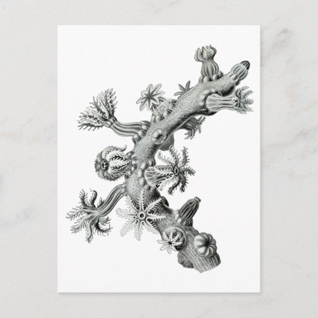 Cartão Postal Ventilador do mar (Frente)