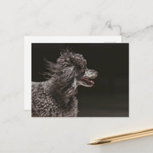 Cartão Postal Vento de Cabeça de Canela Preta