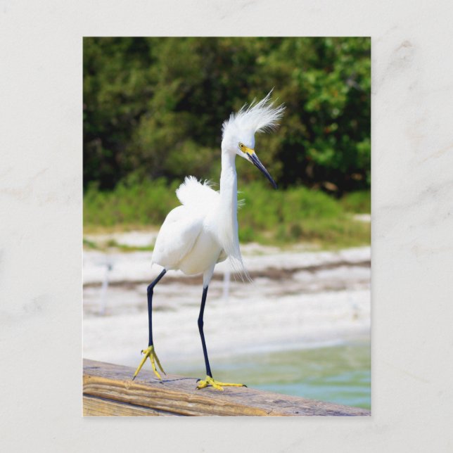 Cartão Postal Vento soprou Snowy Egret (Frente)