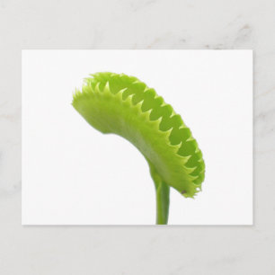 Cartão Postal Venus Fly Trap