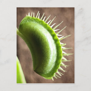 Cartão Postal Venus Fly Trap