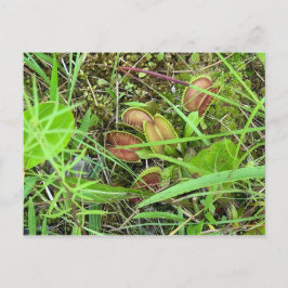 Cartão Postal Venus Fly Traps