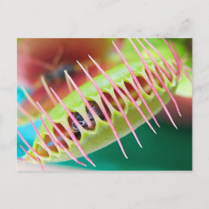 Cartão Postal Venus Flytrap